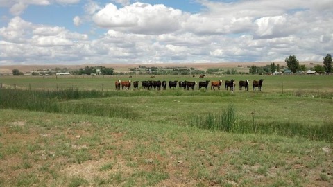 Pic #1B Cows at the Fence