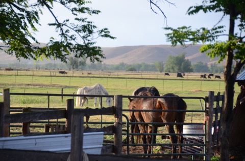 Pic #5 Some of the horses